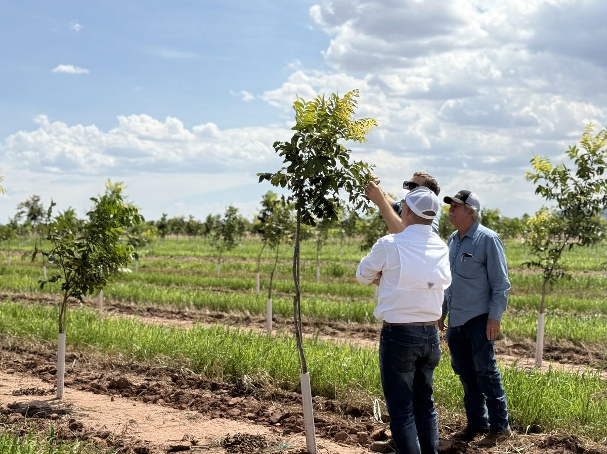 Inspecting a young pecan tree in the orchard
